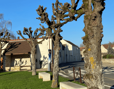 Arbres
