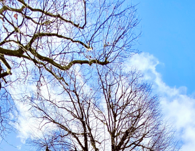 arbres ciel