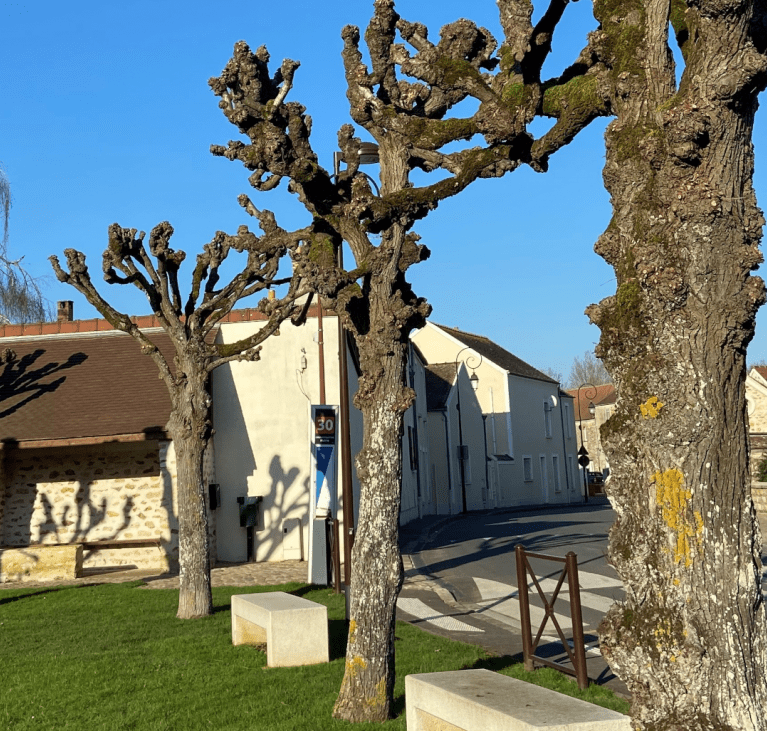 Arbres